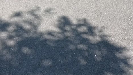 time-lapse of tree shadows moving on pavement.