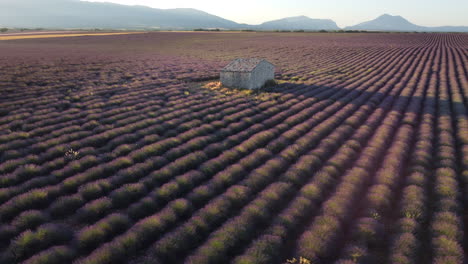 plateau de valensole lavender field and famous house at sunset in haute alpes provence france aerial view travel destination