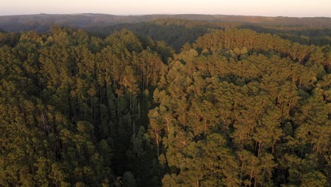 beautiful otway ranges forest aerial view at dawn, victoria, australia