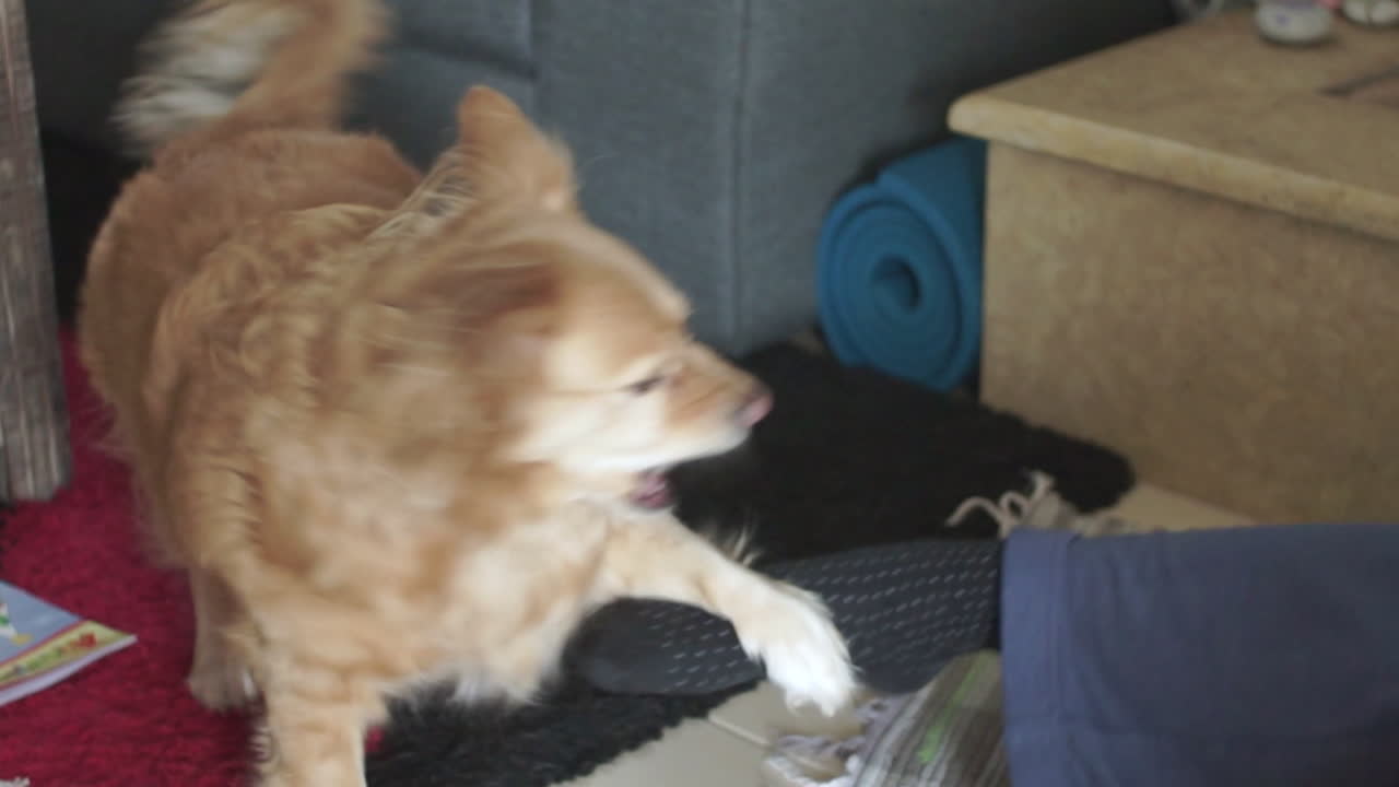 Medium sized breed greek dog Kokoni, playing with her owner's feet indoors