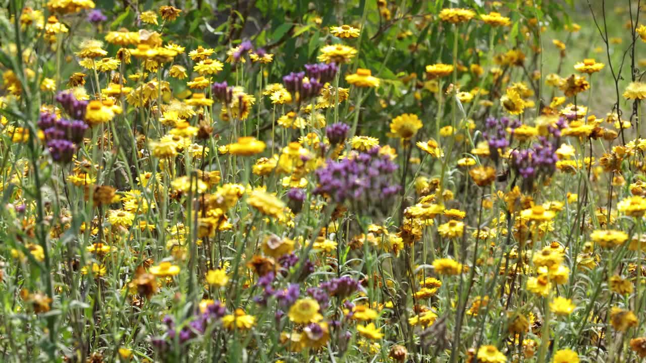 Fiori selvatici che ondeggiano dolcemente nel vento