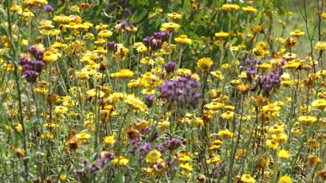 wildflowers swaying gently in the wind