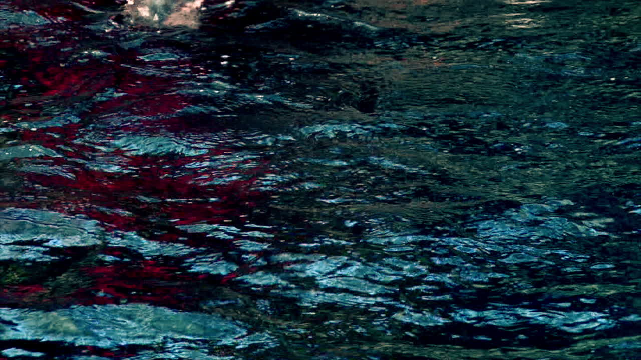 колония магеллановых пингвинов, плавающих и ныряющих в глубокой синей морской воде океана, развлекающихся добычей пищи в дикой природе или в экспозиции морского аквариума