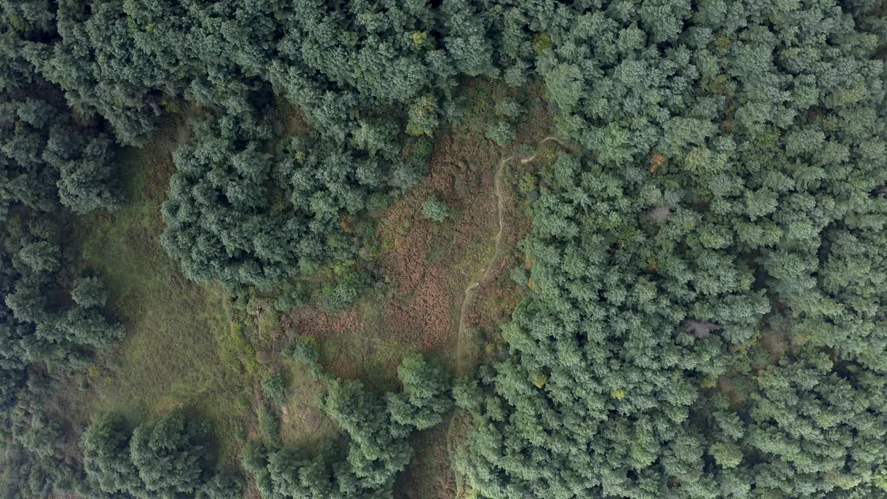 sendero de montaña a través del bosque de coníferas, vista aérea de arriba hacia abajo