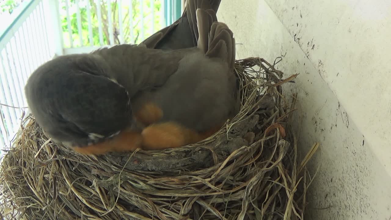 Nahaufnahme: Wachsames Rotkehlchen putzt seine Federn, während es auf seinem Nest sitzt