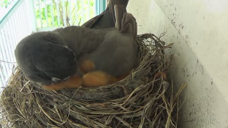 Primer-Plano:-Alerta-Robin-Acicala-Sus-Plumas-Mientras-Está-Sentada-En-Su-Nido