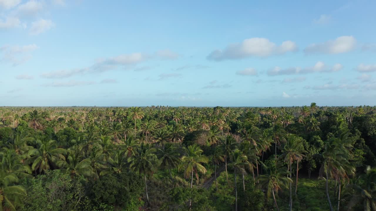 volando sobre el bosque de palmeras y el verde paisaje interior de tonga, polinesia