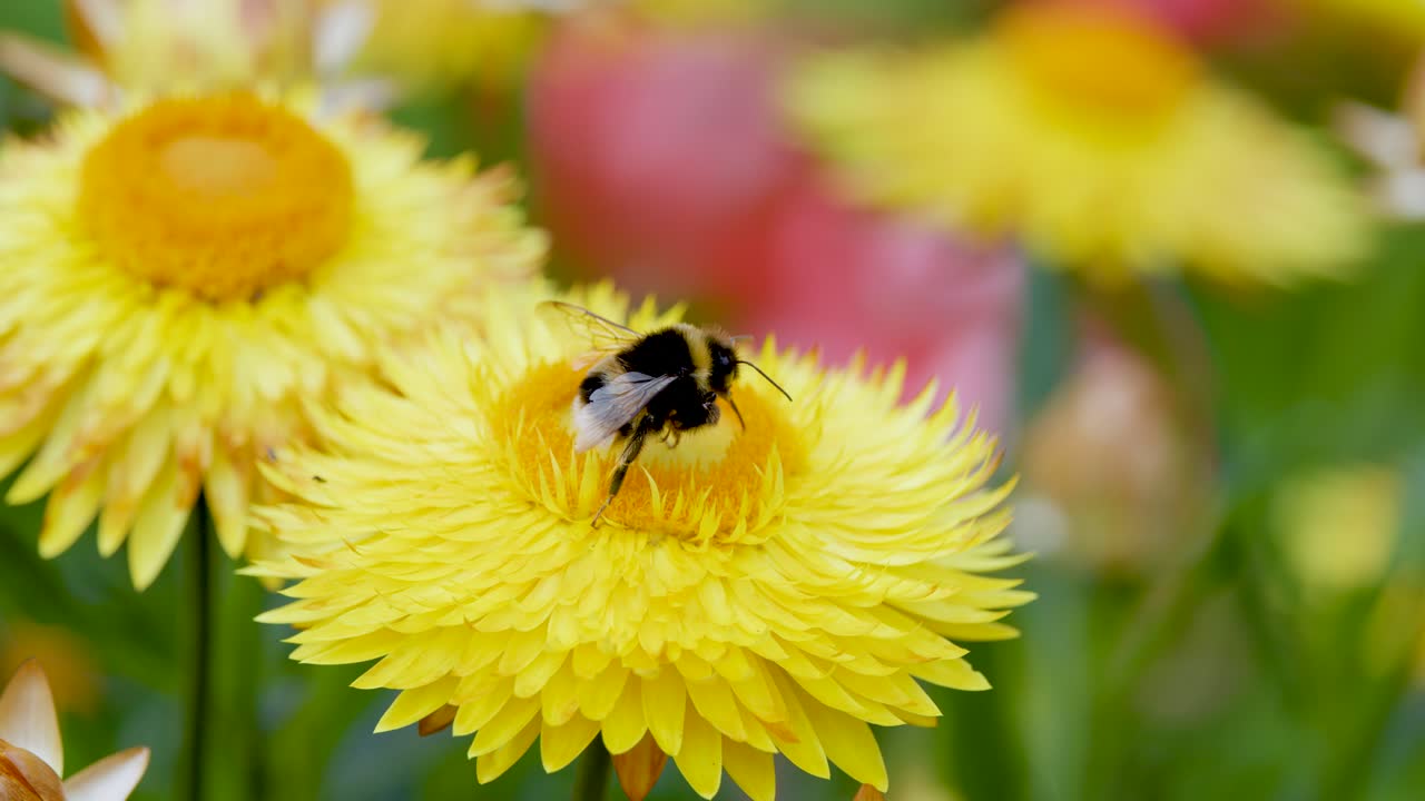 Un bombo raccoglie il polline su una vivace margherita gialla sotto la luce naturale del giorno, con una profondità di campo ridotta