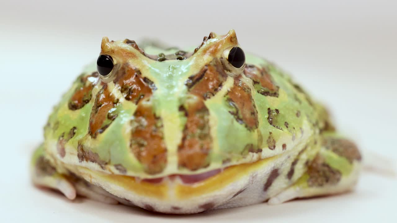 A horned frog remains still under bright lighting in a controlled studio environment