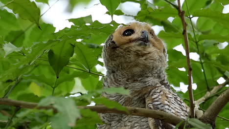 spotted wool owl in rainforest-1