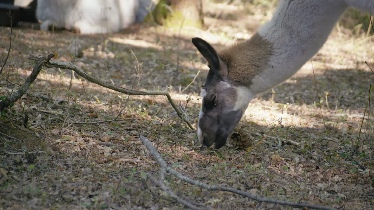 Lama som snusar och betar på torra löv i ett soligt skogsområde på en ekologisk och pedagogisk gård. Profilvy