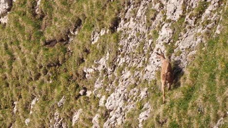 wild female ibex grazing on steep mountainside in the swiss alps, european wildlife