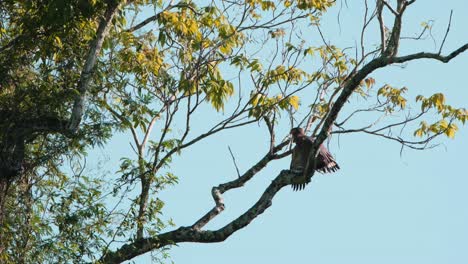 Secando-Sus-Alas-Como-Si-Estuvieran-Inmóviles-Mientras-Algunas-Hojas-Se-Mueven-Con-El-Aire-Suave-Y-Luego-Un-Insecto-Vuela,-águila-Serpiente-Crestada-Spilornis-Cheela,-Parque-Nacional-Kaeng-Krachan,-Tailandia