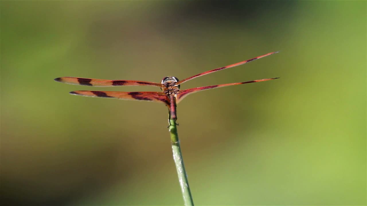 una libélula posa sobre una planta