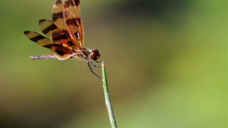 una libélula posa sobre una planta