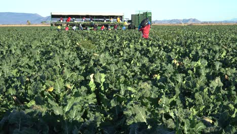 trabajadores migrantes cosechando brócoli