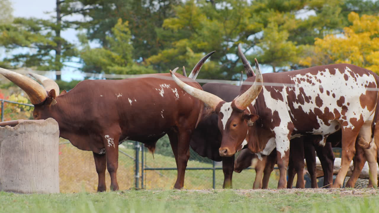 Ankole Watusi køer