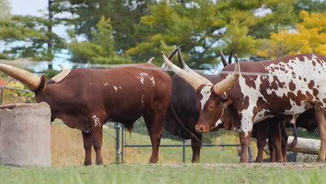 Ankole-Watusi-Kühe