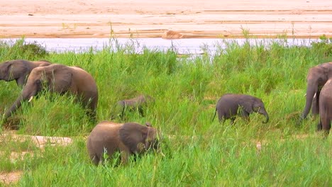 elephants by the river