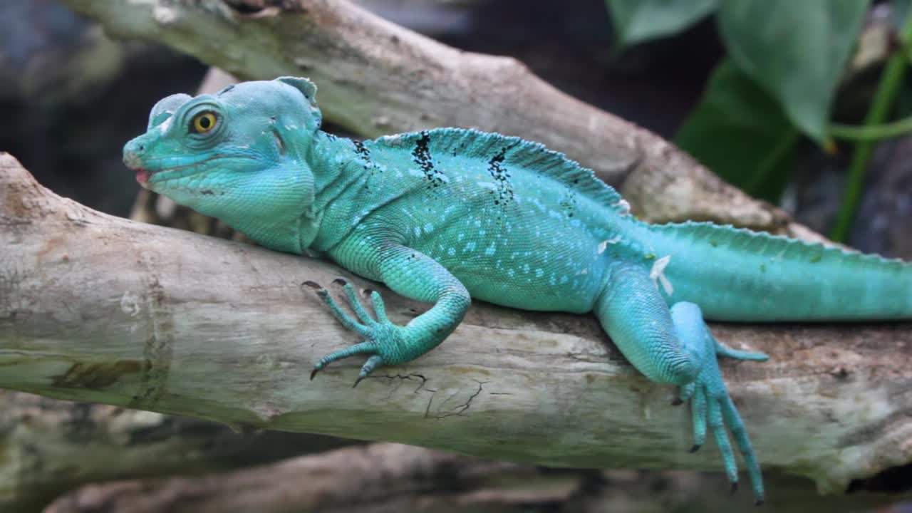 동물원에서 쉬고 있는 푸른 청록색 이구아나 리자드