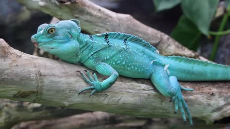 lagarto iguana azul turquesa descansando en el zoológico de cerca