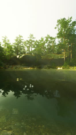 serene forest lake reflection