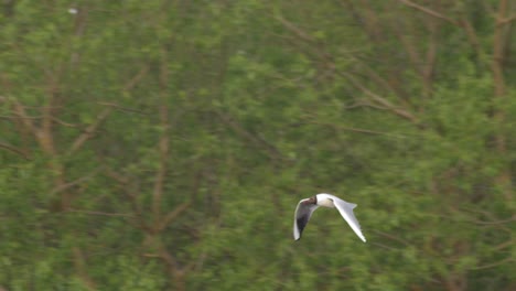 flying black-headed gull with green trees in the background - slow motion