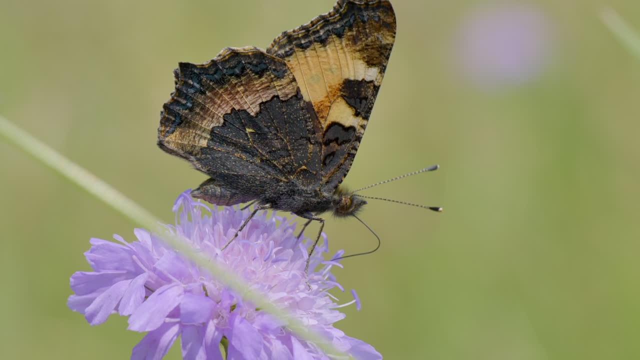 visión macro extrema de una bonita mariposa trabajando y recogiendo polen de flor morada