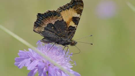 Extreme-Makroansicht-Des-Hübschen-Schmetterlings,-Der-Pollen-Von-Lila-Blüten-Arbeitet-Und-Sammelt