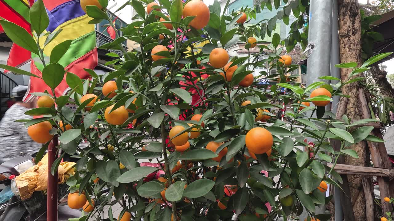 naranjo con frutos que maduran con el tiempo