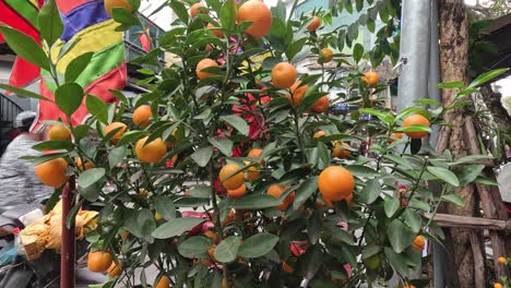 naranjo con frutos que maduran con el tiempo