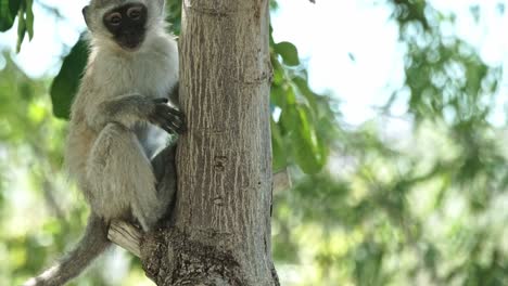 a young vervet monkey in a tree peeking at the camera and then jumping down