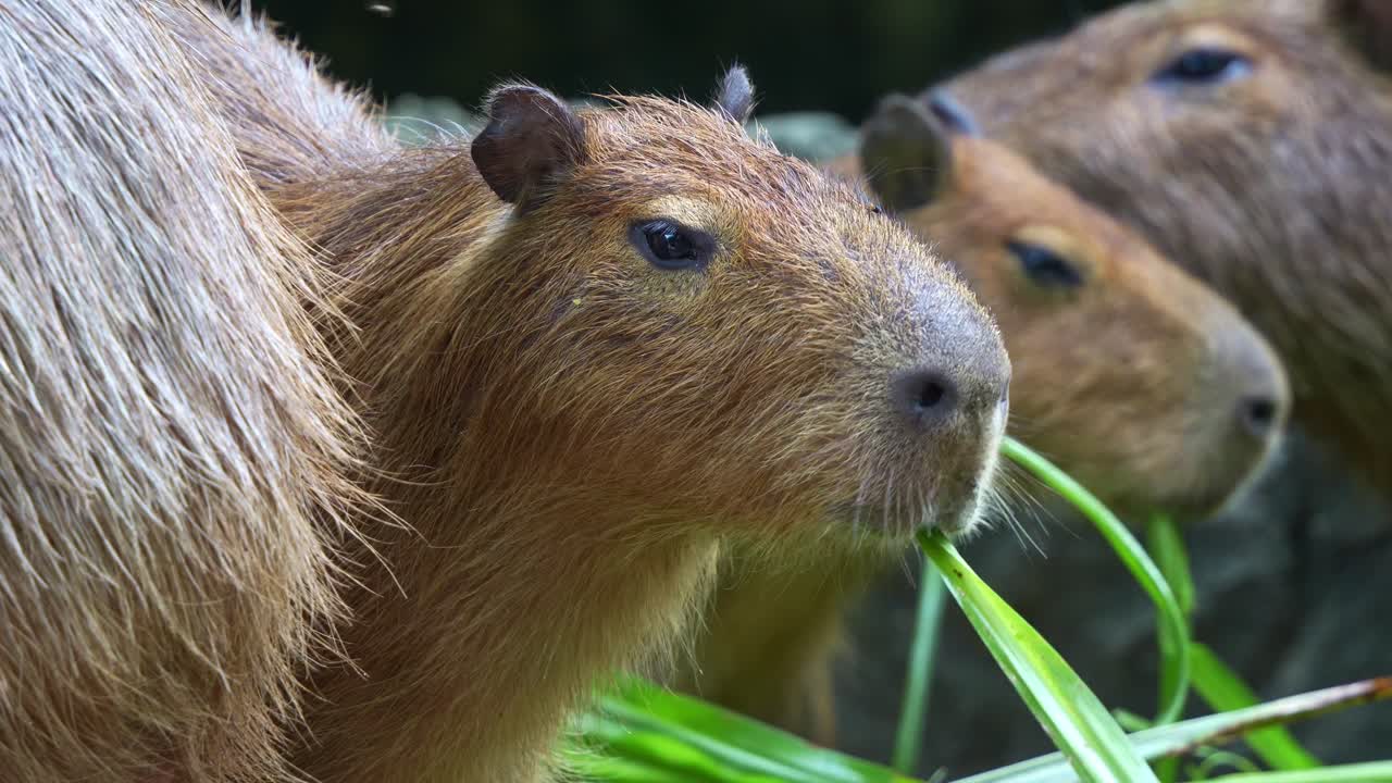 Nærbillede af en kapivar (Hydrochoerus hydrochaeris), der spiser blandt flokken og basker med sine små ører for at jage fluer væk