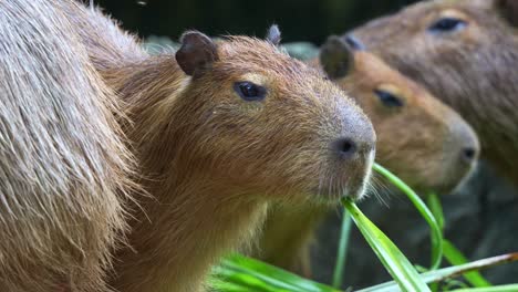 close up shot of a capybara (hydrochoerus hydrochaeris) feeding on food among the herd and flapping its little ears to deter flies.