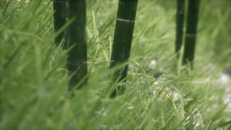 fresh green grass on the forest