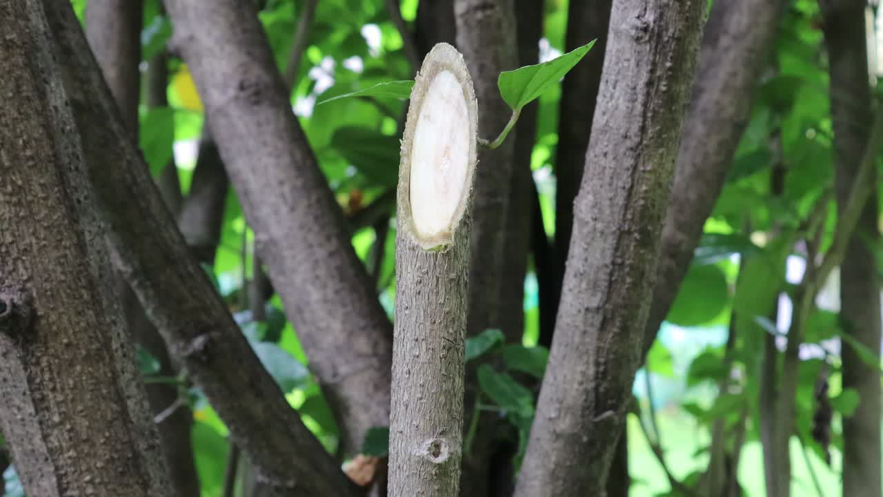 Plant stem cut. Tree branch cutting.