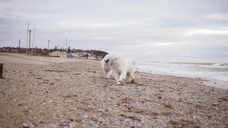 dos perros samoyed están jugando en la playa corriendo en la arena juntos. se están acercando a la cámara. disparo en cámara lenta
