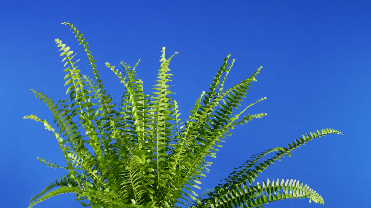 Fern In The Wind - Bluescreen For Compositing