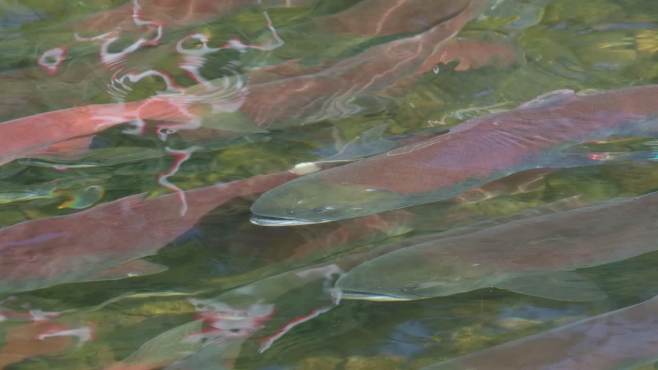 School of Sockeye Salmon Swimming in a River