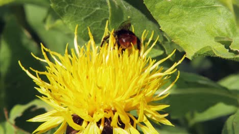 abejorro poliniza una flor amarilla de diente de león