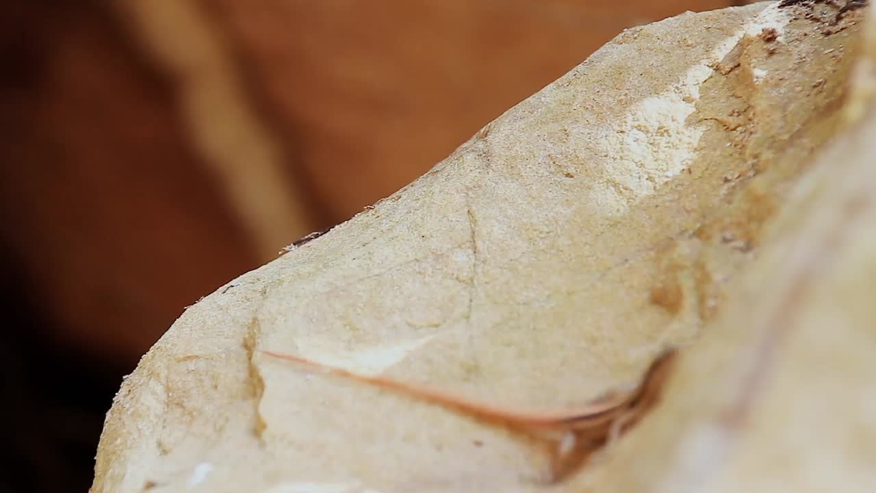 캄보디아의 프레아 모니봉 국립공원에서 발견된 큰 바위에 앉아 있는 노란색 줄무늬 나무 스킨크 또는 리피니아 비티게라