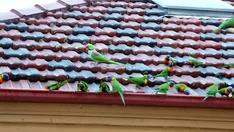 Rainbow-Lorikeets-Sitzen-Auf-Einem-Dach-In-Den-östlichen-Vororten-Von-Sydney