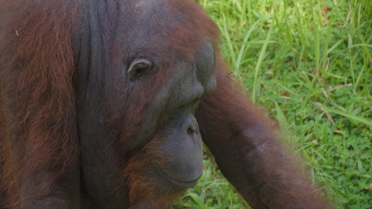 Primo piano di un orangutan che contempla il volto di un orangutan.