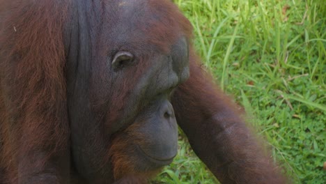 Nahaufnahme-Eines-Orang-Utans,-Der-Sein-Gesicht-Betrachtet