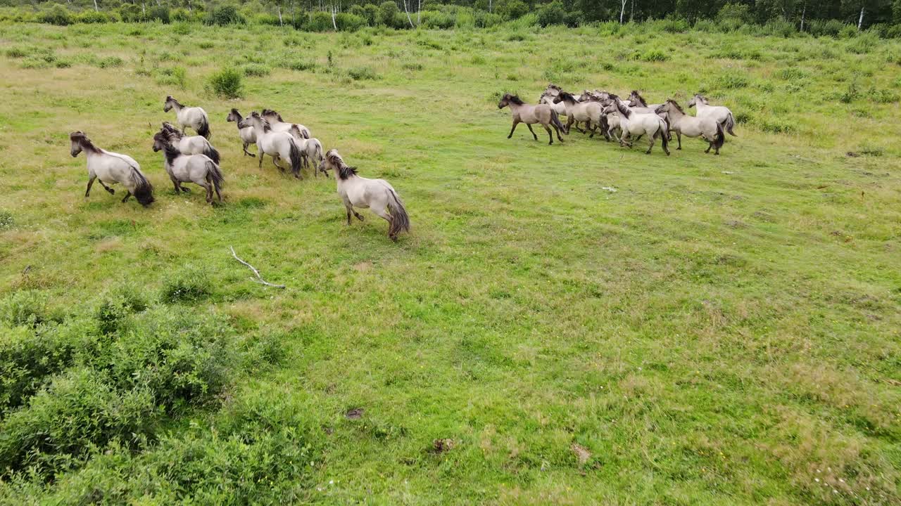 Aerial footage of Pape’s wild horses running through vibrant Latvian landscapes