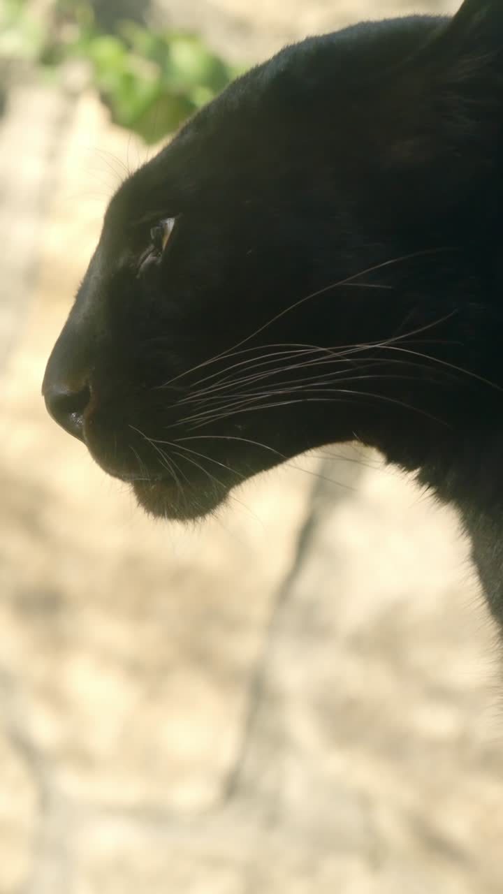Black panther sitting majestically on a wooden beam
