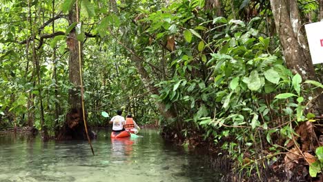 Kayakers navigate a lush, serene waterway
