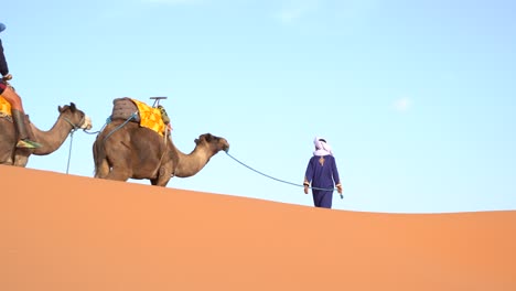 A-man-carrying-two-dromedaries-through-the-Sahara-desert,-Morocco