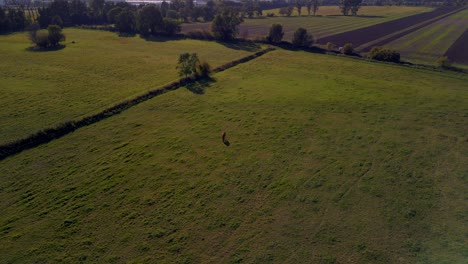 brown horse standing on pasture in brandenburg