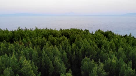 Aerial-drone-over-conifer-forest-trees-Mediterranean-sea-background-sunset